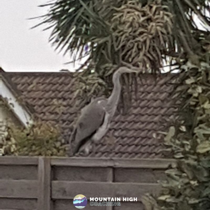 Grey Heron sitting on a fence